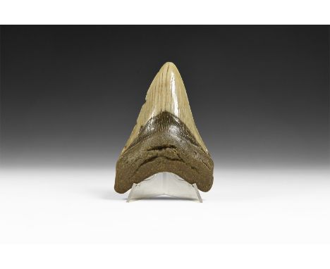 Pliocene Period, 5-2 million years BP. A megalodon shark tooth with some serrations and good enamel preservation.  181 grams,