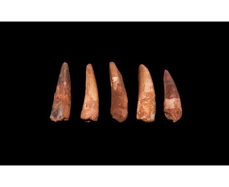 Cretaceous Period, Aptian Stage, 125-113 million years BP. A group of five large dinosaur teeth, Spinosaurs maroccanus, from 