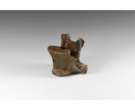 45,000- 7,000 years BP. A mammalian vertebra with the spinous and transverse processes substantially intact.  653 grams, 14cm