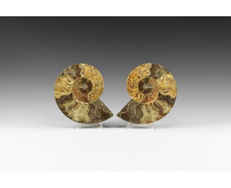 Cretaceous Period, Albian Stage, 113-100 million years BP. A large cut and polished Cleoniceras sp. ammonite from Madagascar;