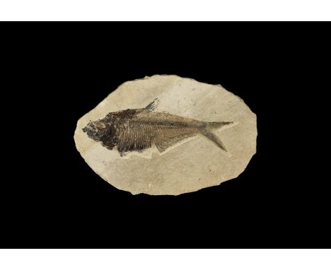 Eocene Period, 58-36 million years BP. A large fossil Diplomystus sp. fish in matrix.  339 grams, 20cm (8"). Private collecti
