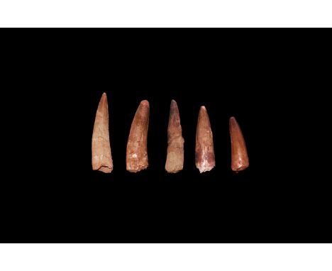 Cretaceous Period, Aptian Stage, 125-113 million years BP. A group of five large dinosaur teeth, from the dinosaur Spinosaurs