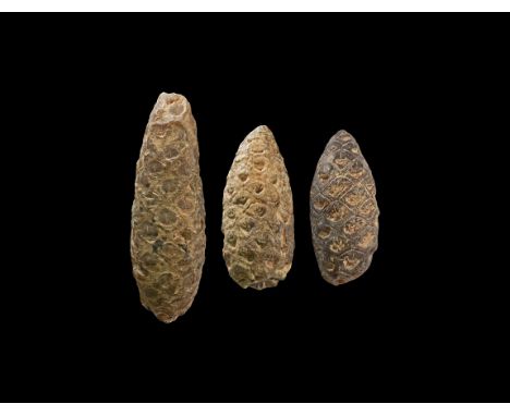 Eocene period, 55-33 million years BP. A group of three recently discovered new species of rare unidentified agatized Dicotal