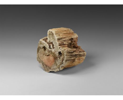 Triassic Period, 250-200 million years BP. A section of fossilised tree trunk with one polished face, from Madagascar.  2.1 k