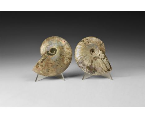 Cretaceous Period, Albian Stage, 113-100 million years BP. Two natural iridescent rainbow shell Cleoniceras besairiei ammonit