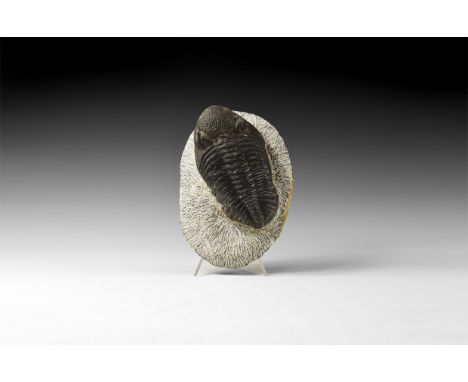 Upper Devonian Period, 385-359 million years BP. A large Phacops rana trilobite on a matrix from Alnif, Morocco.  615 grams, 