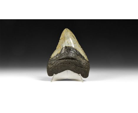 Pliocene Period, 5-2 million years BP. A megalodon shark tooth with some serrations and good enamel preservation.  139 grams,
