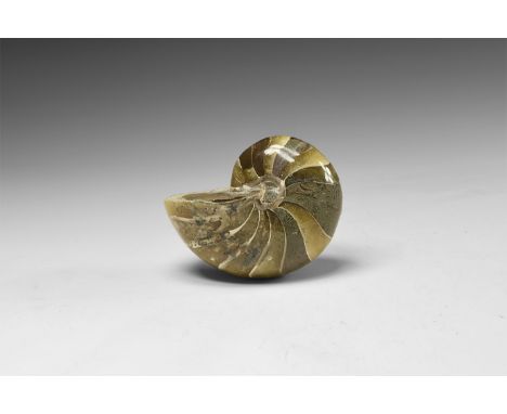 Cretaceous Period, Albian Stage, 113-100 million years BP. A large polished Cymatoceras sakalavus nautilus displaying beautif