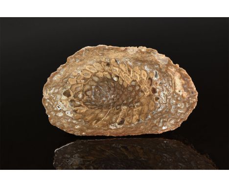 Jurassic Period, 199-145 million years BP. A cut and polished Araucaria mirabilis pinecone from the Lower Jurassic, Araucaria
