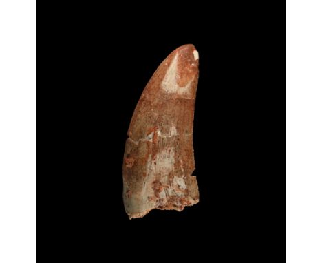 Cretaceous Period, 145-65 million years BP. A large example of a dinosaur tooth, Carcharodontosaurus saharicus, the African '