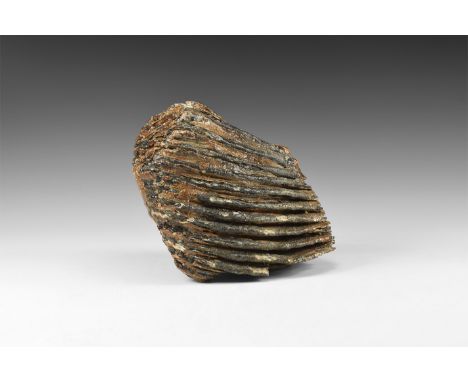 Pleistocene Period, 2.6 million years-11,700 years BP. A woolly mammoth Mammuthus primigenius tooth; from Brown Bank, Lowesto