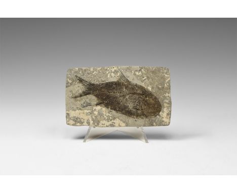 Pliocene period, 4.5 million years BP. A Jianghanghichthys hubiensis fossil fish from Yichang, Hubei Provence, China.  62 gra