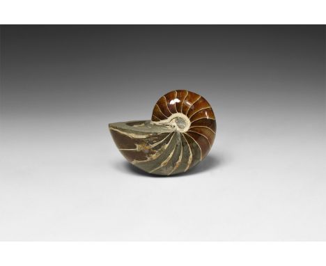 Cretaceous Period, Albian Stage, 113-100 million years BP. A large polished Cymatoceras sakalavus nautilus, displaying beauti