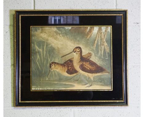 Three game bird coloured prints; Mallard, Woodcock, Red Grouse and Snipe, circa 1900, in verre eglomise frames, 35cm x 42cm w