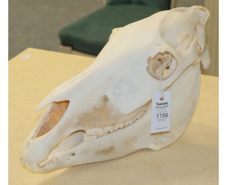 Skulls/Anatomy: Burchell's Zebra Skull (Equus quagga), modern, complete bleached skull, 49cm by 25cm        .one upper tooth 
