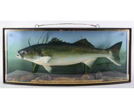 A cased preserved  Bass by J. Cooper, London:, in a naturalistic setting with label as per title to upper left, in a glazed b