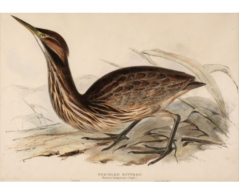 * Lear (Edward). Freckled Bittern. Botaurus lentiginosus: (Steph:), [1832 - 37], lithograph with contemporary hand colouring,
