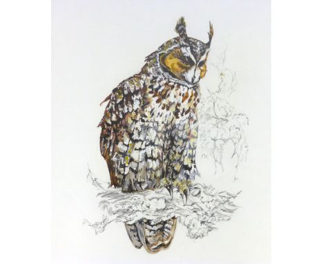 R. A. Taylor "Long Eared Owl", signed lower right, watercolour and pencil, 48 cm x 38 cm CONDITION REPORT: Good