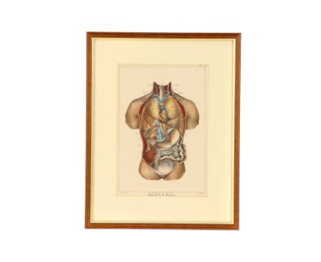 Six 19th Century Anatomical Prints,French, each coloured print framed and glazed, some constructed of muliple thin card layer
