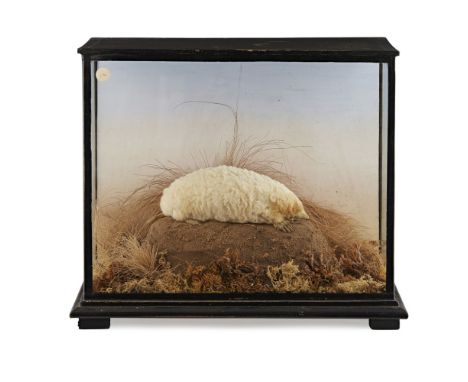 EDWARDIAN CASED TAXIDERMY ALBINO MOLEEARLY 20TH CENTURY full mount, perched on a 'mole hill' in an ebonised glazed case, with