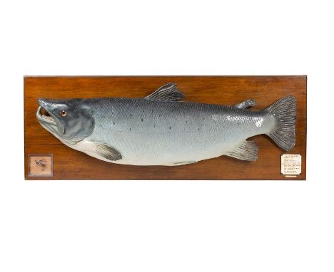 MOUNTED COMPOSITION SALMON TROPHY, ROWLAND WARD, LONDONthe fully painted composition model mounted on an oak backboard with a