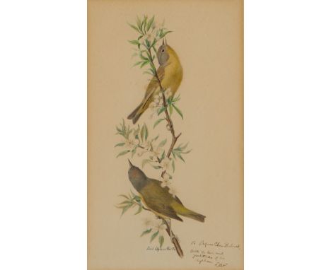 Louis Agassiz Fuertes (American, 1874-1927). Watercolor on paper painting depicting two Nashville warblers perched atop a flo
