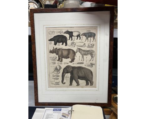 A FRAMED ANTIQUE PRINT OF A TAPIR, HIPPO, ZEBRA, ELEPHANT AND OTHER ANIMALS 