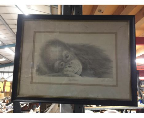 A FRAMED AND SIGNED LIMITED EDITION 269/750  PRINT OF AN ORANGUTAN DAYDREAMER BY PETER HILDICK 