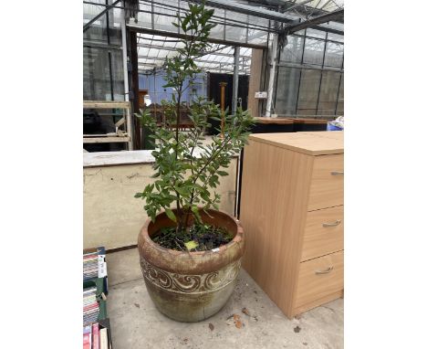 A LARGE TERRACOTA PLANTER (AT FAULT CRACKED) COMPLETE WITH PLANT 