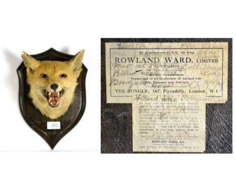 Taxidermy: Rowland Ward Fox Mask (Vulpes vulpes), circa 1935, head mount on shield with mouth agape, hunting provenance to ve