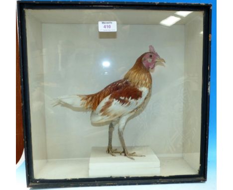 A stuffed bantam in case, by R. Duncan 1904