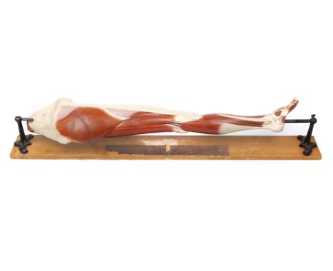 19th Century German Human Anatomical Leg, life size, German, mid 19th century, attributed to Bock Steger, Lepzig, the leg con