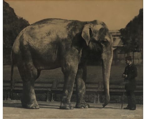 Gambier, Bolton, Robert, Asiatic Elephant, Gambier, Bolton, Robert, , c.1890, Asiatic Elephant, carbon print, captioned and s