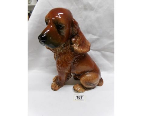 A large Goebel cocker spaniel