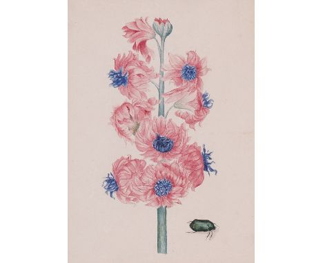 EUROPEAN SCHOOL, 19TH CENTURY (2)Pink flowers and a beetle
watercolour
23 x 16.5cm
together with a watercolour study of black