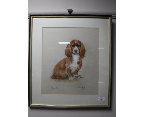 Marjorie Cox (1915-2003), 'Sugar', portrait of a King Charles Spaniel, pastel, signed and dated 1975, 40cm by 34cm.