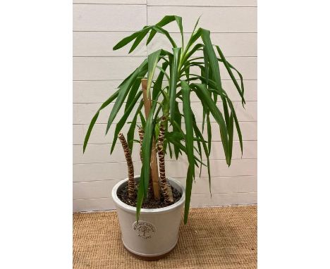 A mature spineless yucca in a Heritage garden planter (approx H120cm)