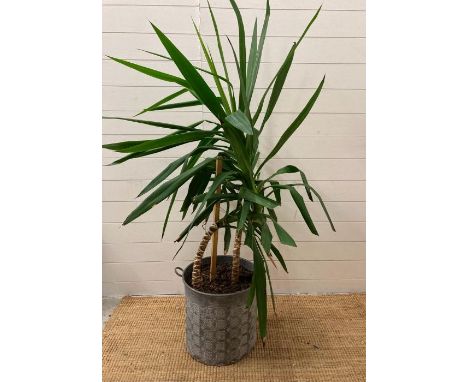 A mature spineless yucca in a tin planter with floral relief (Approx H160cm)