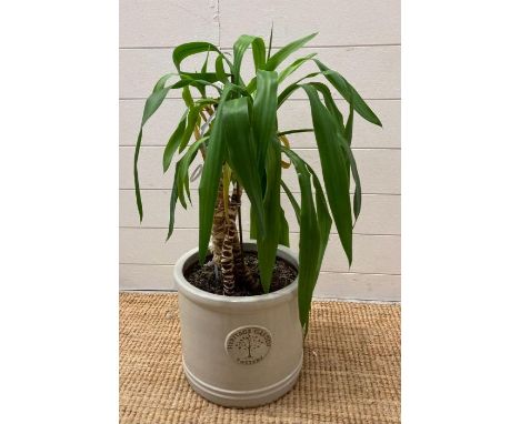 A Heritage garden planter with a spineless yucca (approx H80cm)