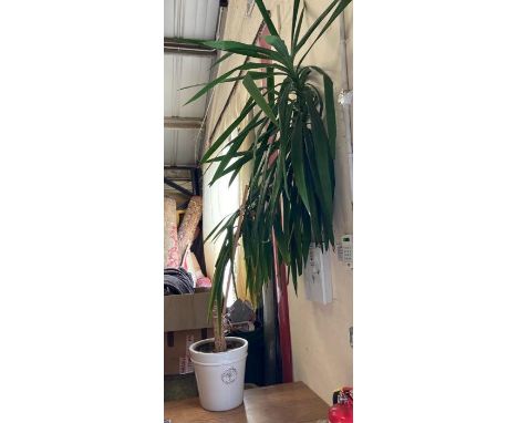 A Heritage garden planter with a mature spineless yucca (Approx H220cm)