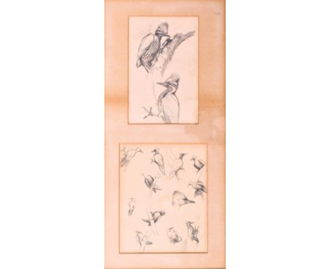 (ARR) David Morrison Reid-Henry (British, 1919-1977) - Two 20th century ornithological pencil on paper studies sketches of bi