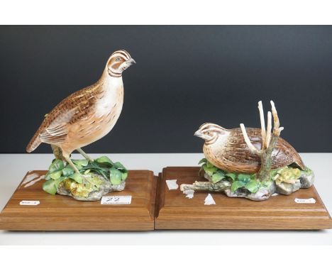 Royal Worcester Porcelain Birds 'Bob-white Quail, male' impressed mark 459 and 'Bob -white Quail, hen', impressed mark 448, b