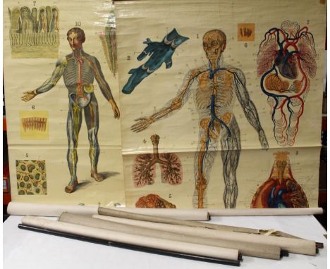 W &amp; A K Johnston's Series of Anatomy Charts to include plate 2 Heart &amp; Arteries, plate 3 Lungs &amp; Veins, Plate 4 M