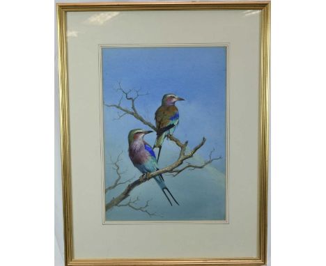 Attributed to J. C. Harrison (1898-1985) watercolour - Lilac-Breasted Rollers, 47cm x 33cm, mounted in glazed frame. Inscribe