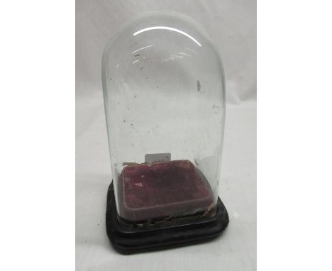 Late Victorian taxidermy clock dome, square section dome on velvet lined and ebonised shaped base, H24cm 