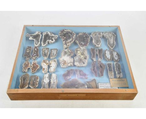 MINERALOGY; a collection of thirty-two Florida Agatized Coral specimens, in a presentation case, length 59.5cm.