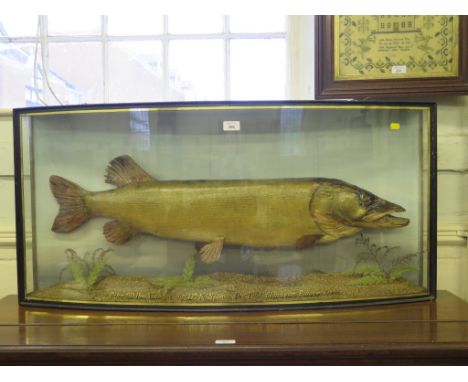 A taxidermy pike in a bowed glazed case inscribed Pike 201lbs caught by Dr. K. Simon Dec. 1964 Blenheim Palace Oxon., 105cm w