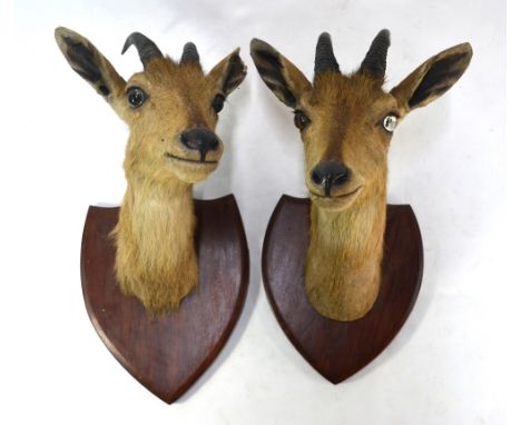 A pair of Van Ingen, Mysore, Chincara Indian Antelope heads on shields, 1910-25