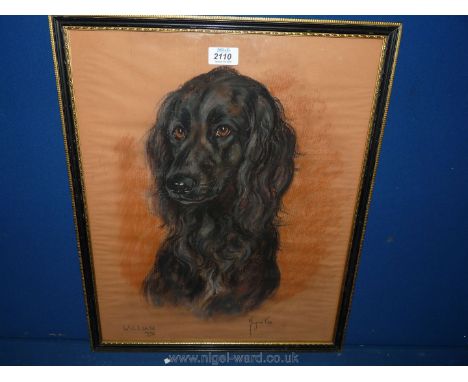 Marjorie Cox, pastel portrait of Spaniel, 1972.