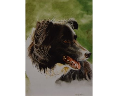 After Mary Griese (20th Century, British), coloured print, A head portrait of a Border Collie dog, signed in print to the low